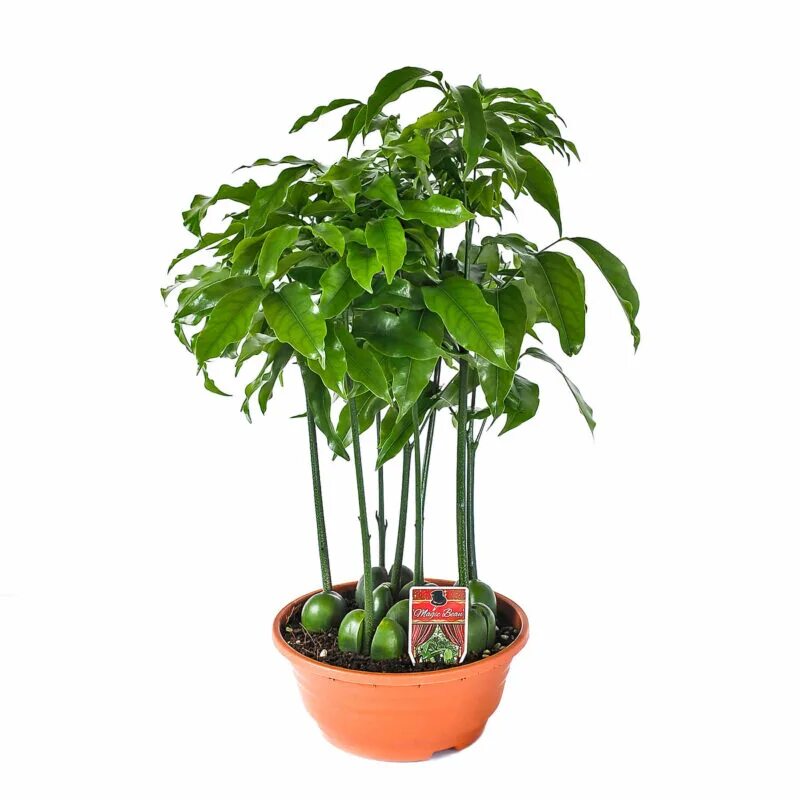 Каштан в горшке фото Aussie Bean Ball Tree Cheap Sale bellady.by