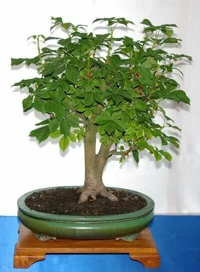 Каштан в горшке фото Aesculus hippocastanum, Roßkastanie, Bonsai Bonsai pflanzen, Bonsai baum und Bon