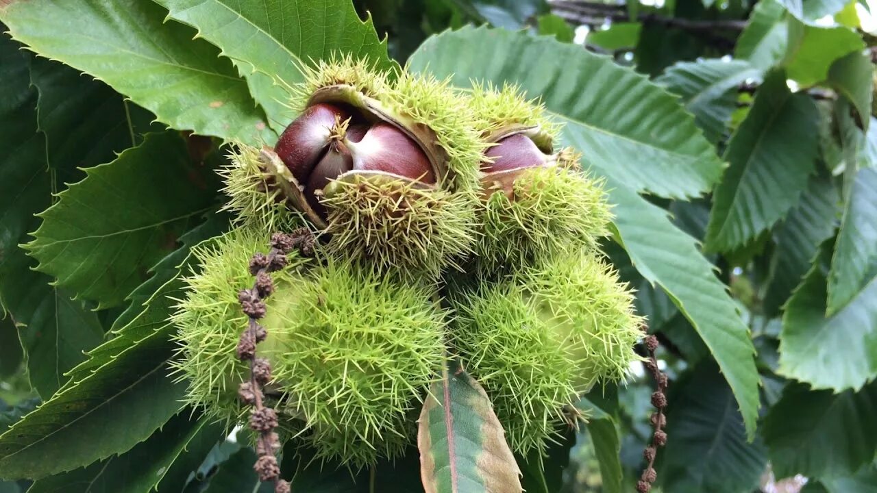 Каштан в россии фото Sweet Chestnut (Castanea sativa) - fruit close up - September 2017 - YouTube