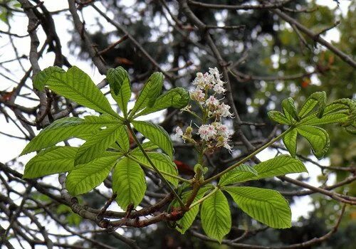 Каштан в россии фото In Sevastopol began the autumn flowering of chestnuts https://reklama-sev.com/ne