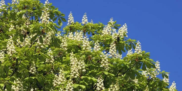 Каштан в цвету фото Horse chestnut Horse chestnut trees, Chestnut horse, Chestnut trees