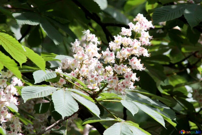 Каштан в цвету фото Blossoming chestnut free image - № 4059