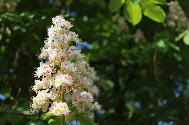 Каштан в цвету фото Chestnut Flower Blossom Bloom Full - Free photo on Pixabay