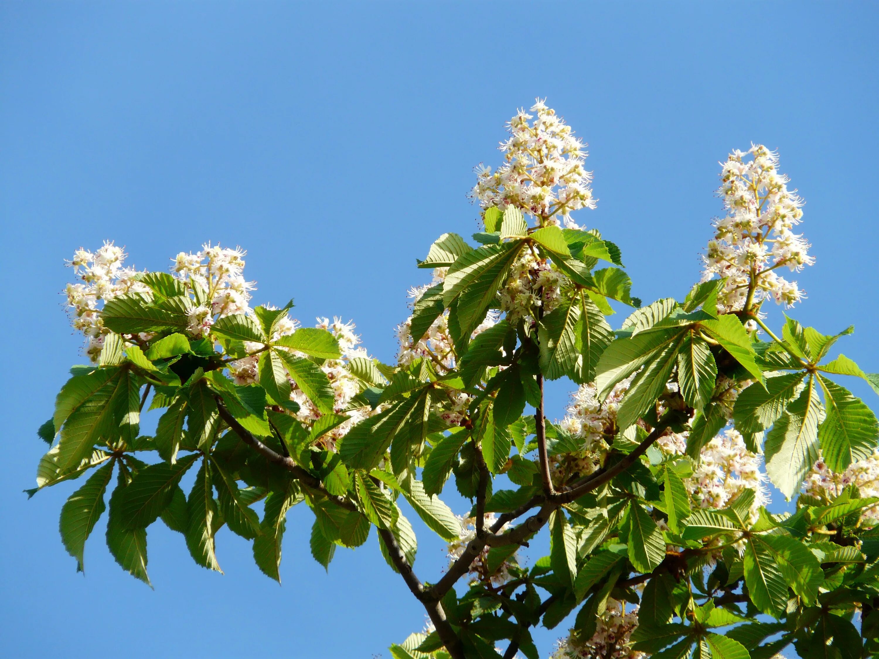 Каштан в цвету фото Free Images : tree, branch, blossom, fruit, leaf, bloom, food, produce, evergree