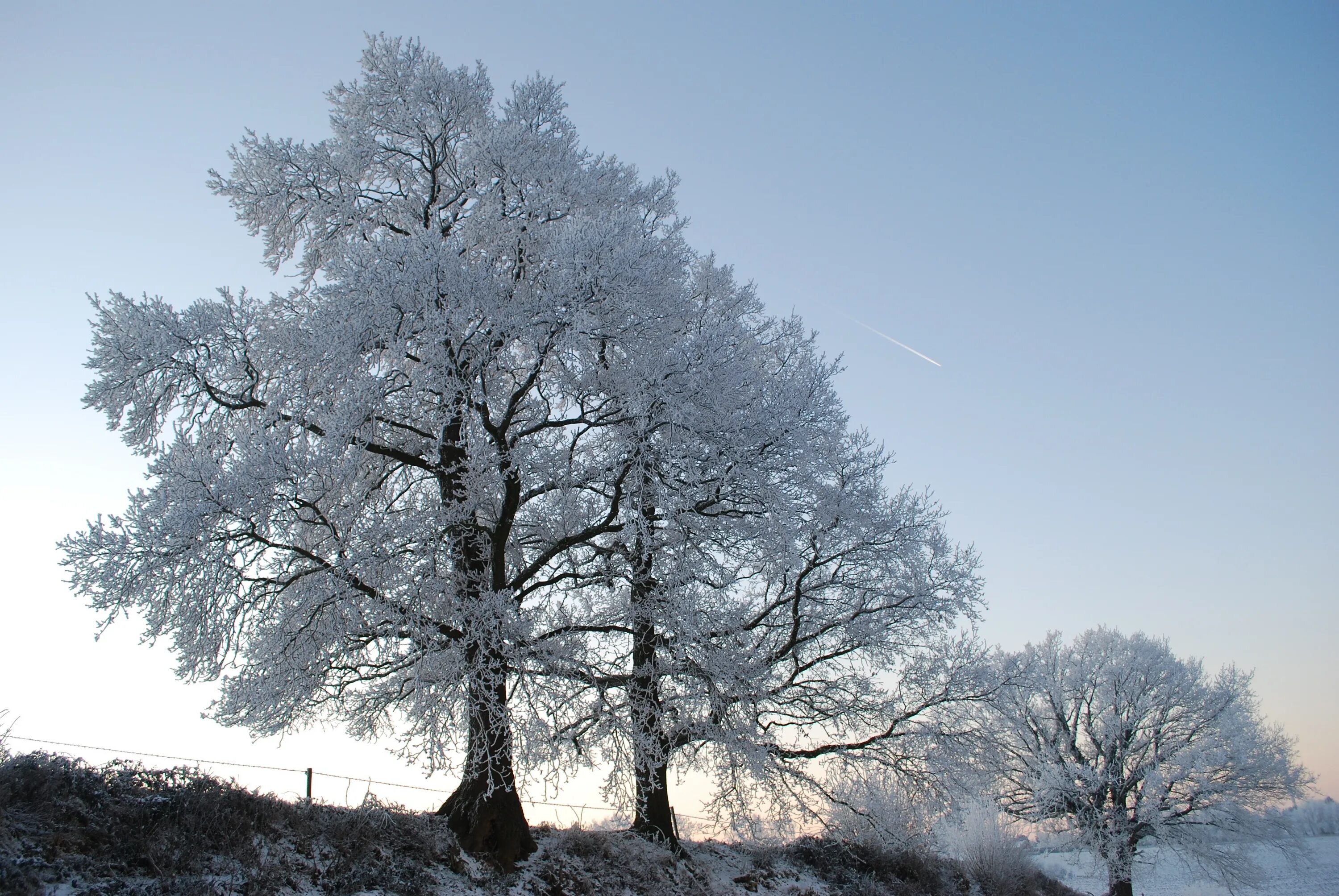 Каштан зимой фото Free Images : tree, nature, branch, snow, cold, winter, sky, frost, ice, weather