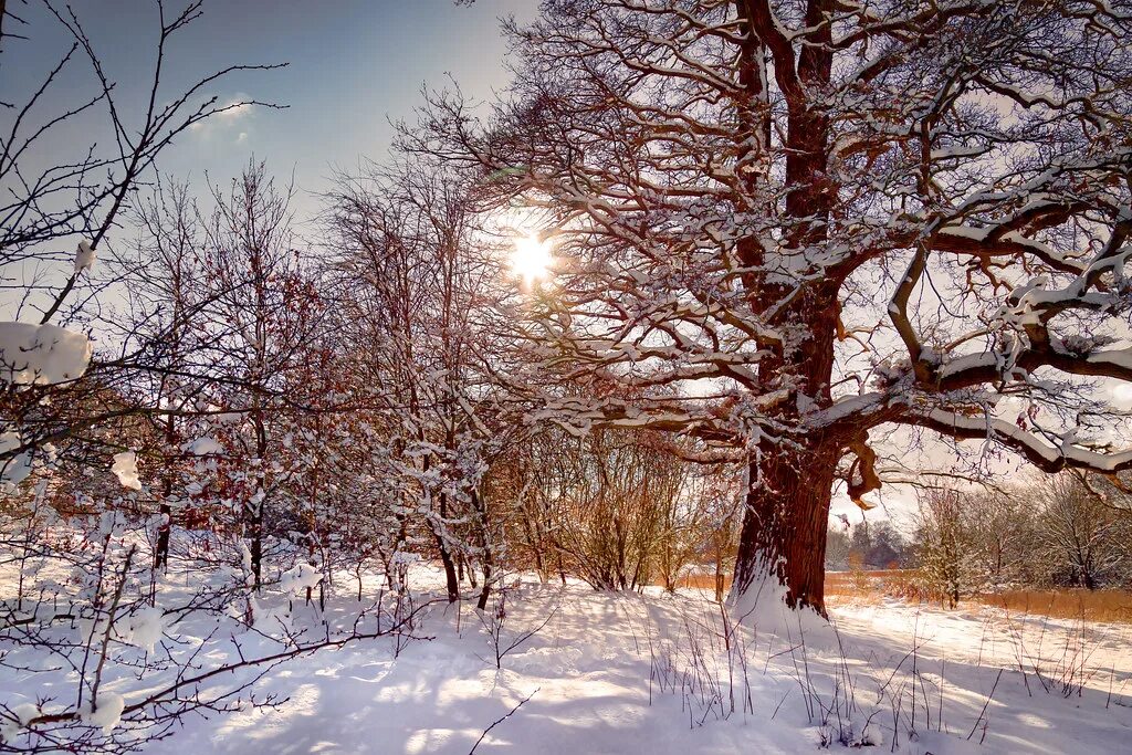 Каштан зимой фото Mote Park sun When you are stuck indoors because of icy ro. Flickr