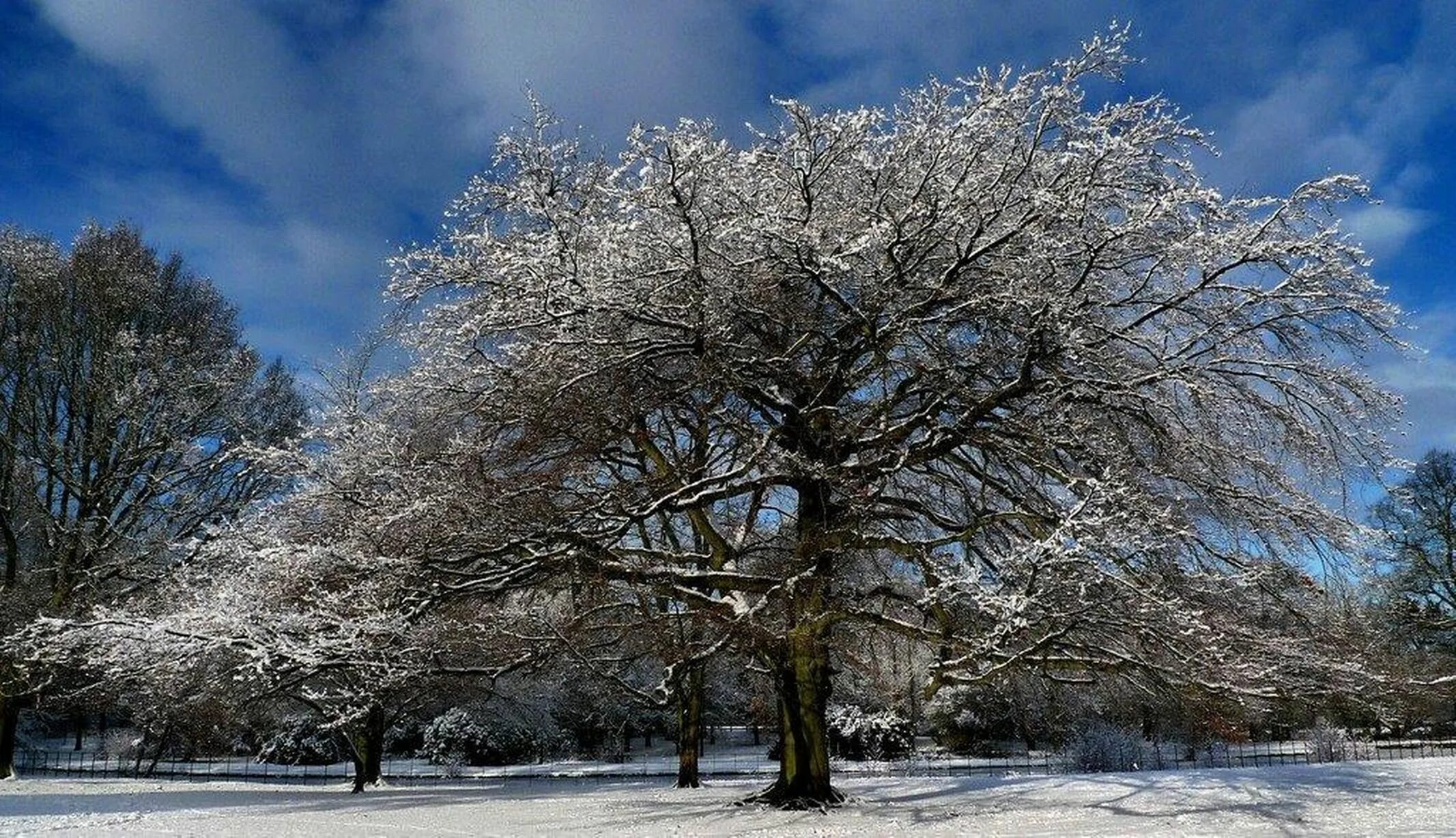 Каштан зимой фото Liverpool Parks and Greenspaces photography competition - Liverpool Echo