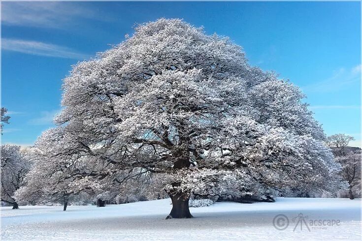 Каштан зимой фото Image Gallery Old oak tree, Nature tree, Beautiful tree