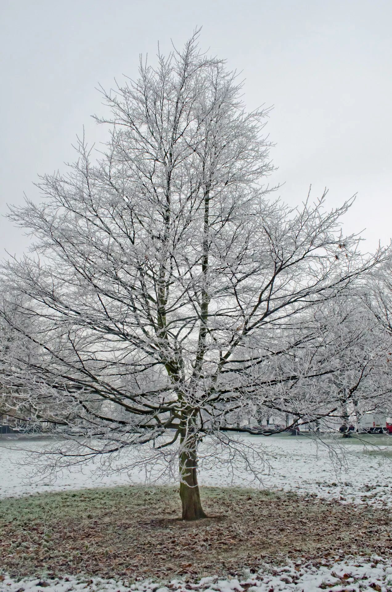 Каштан зимой фото Winter,frost,snow,nature,macro - free image from needpix.com