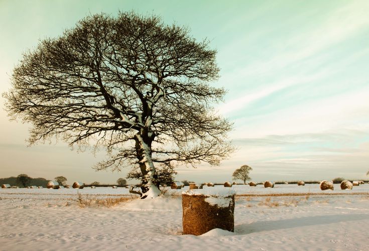 Каштан зимой фото #branches #cold #field #freezing #frost #frosty #frozen #hay #hay bales #ice #ic