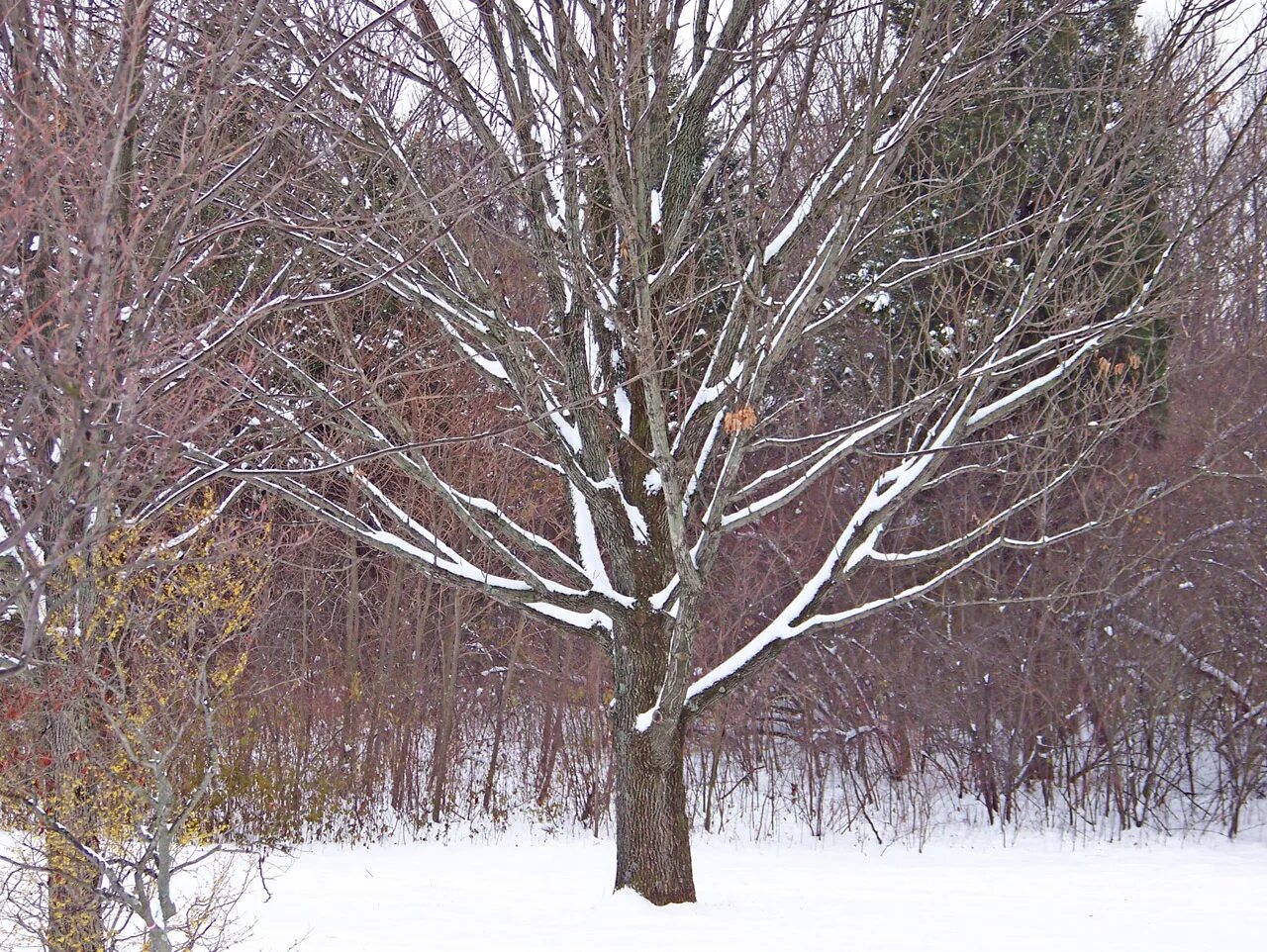 Каштан зимой фото Edit free photo of Tree,snow,winter,tree in snow,free pictures - needpix.com