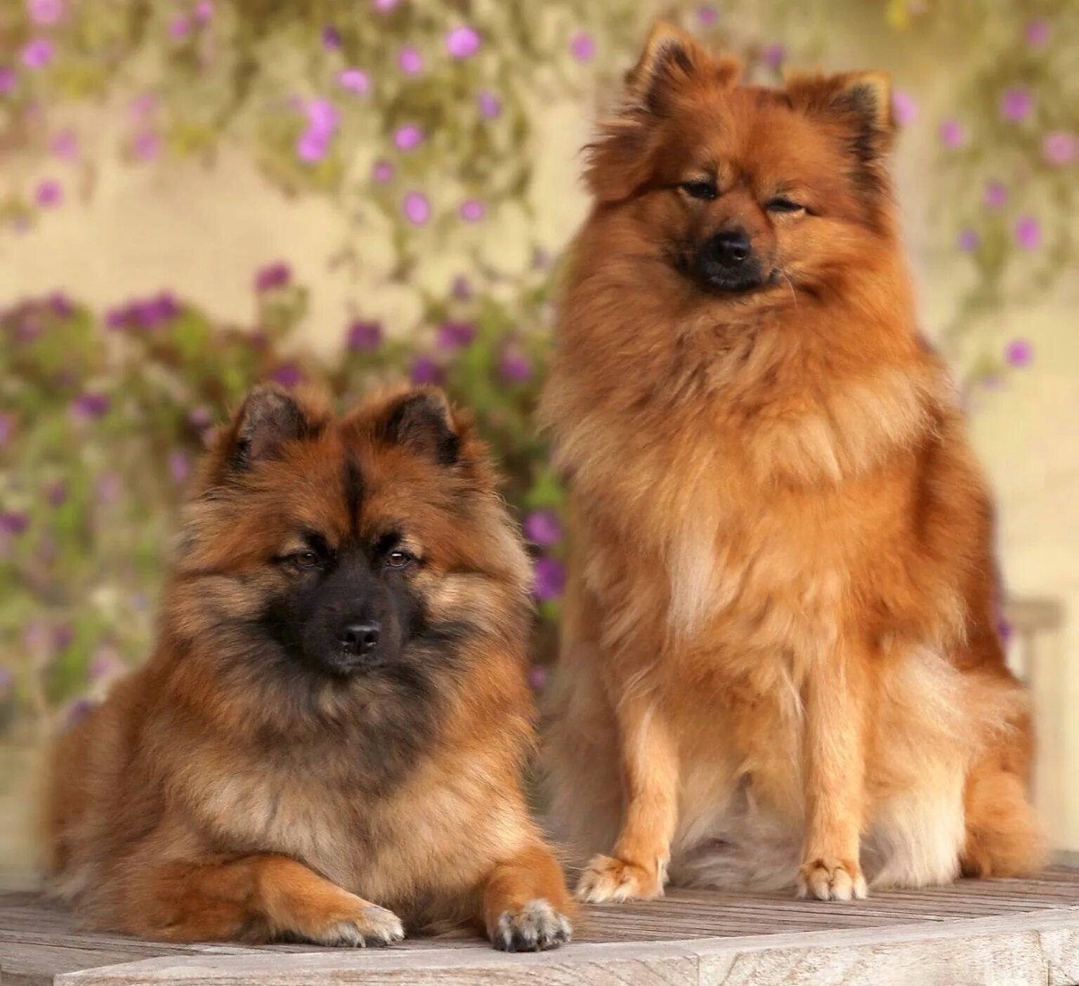 Каштанка народная ул 18 фото Middenslag Keeshond, oranje en anderkleurig