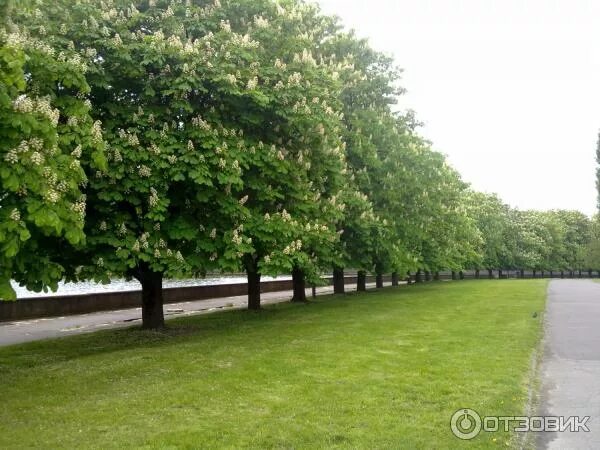 Каштановая аллея калининград фото Отзыв о Отдых в Калининграде (Россия, Калининградская область) влюбилась в город