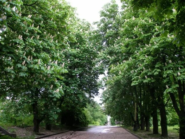 Каштановая аллея калининград фото Цветут каштаны (Елена Белова 6) / Стихи.ру