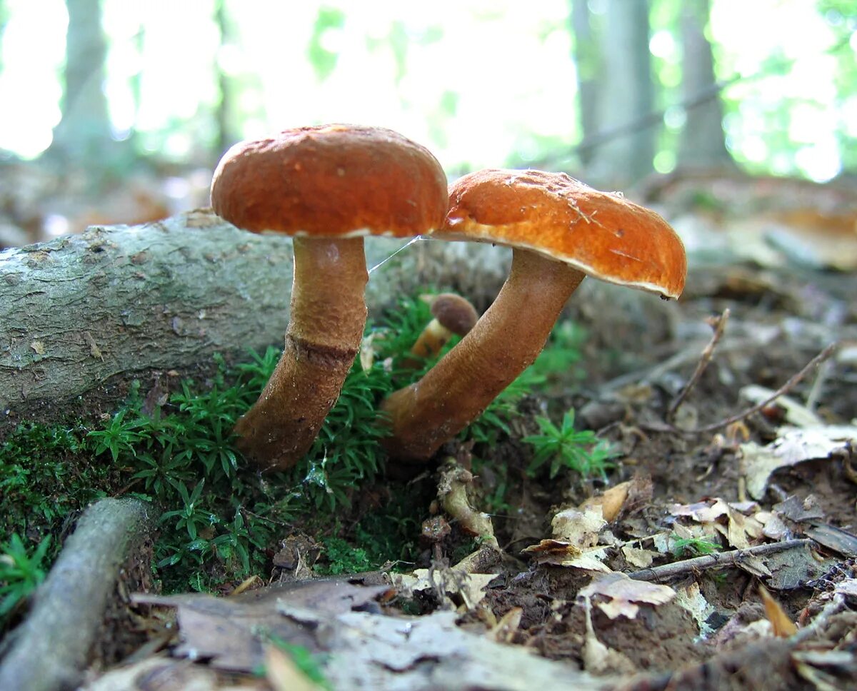 Каштановый гриб фото File:Gyroporus castaneus 48030.jpg - Wikimedia Commons