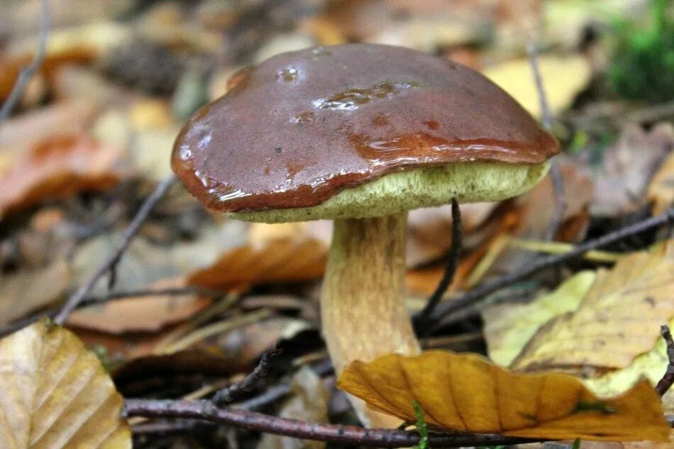 Каштановый гриб фото Chestnut mushroom on forest floor at fall free image download