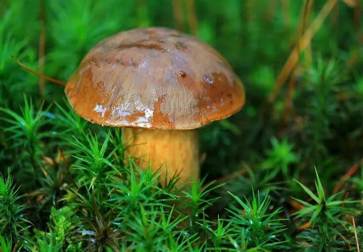 Каштановый гриб фото Wild Mushrooms: hunting, picking, foraging Maronen pilze, Essbare pilze, Pilze