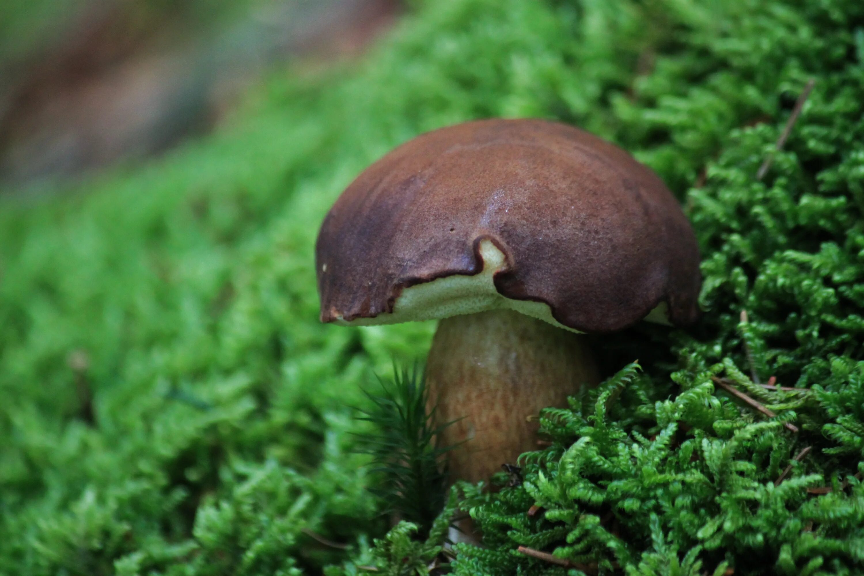 Каштановый гриб фото Chestnut mushroom in the forest free image download