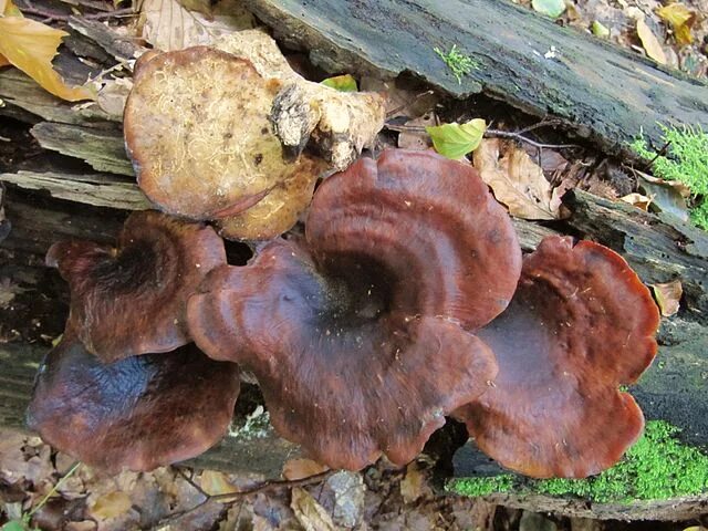 Каштановый гриб фото и описание File:Polyporus badius.jpg - Wikimedia Commons