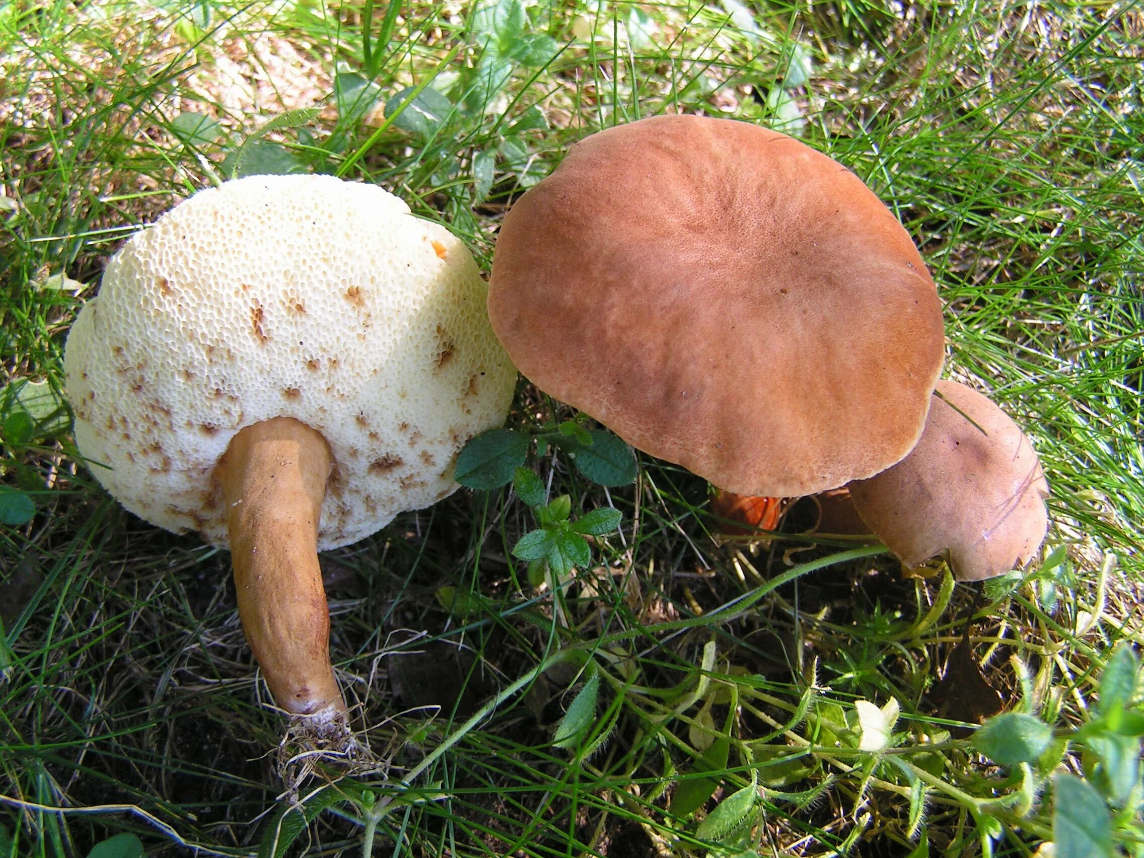 Каштановый гриб фото и описание File:Gyroporus castaneus 55033.jpg - Wikimedia Commons