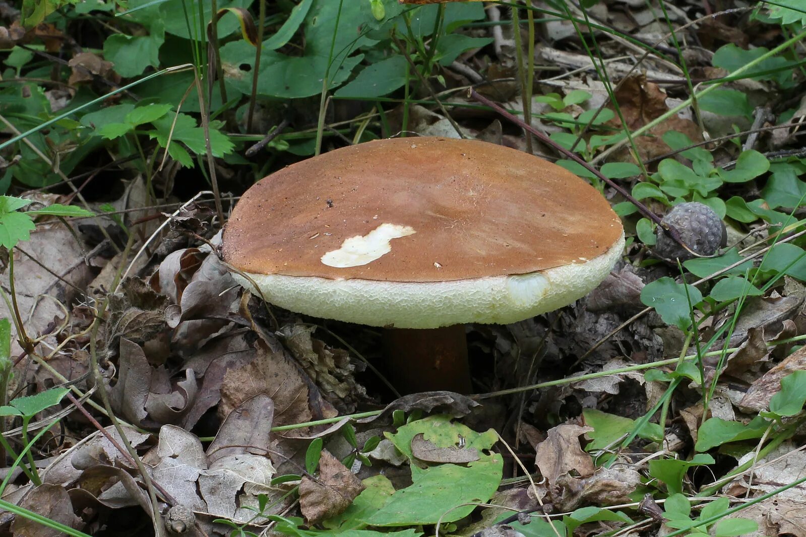 Каштановый гриб фото и описание File:Gyroporus castaneus 2011 G1.jpg - Wikimedia Commons