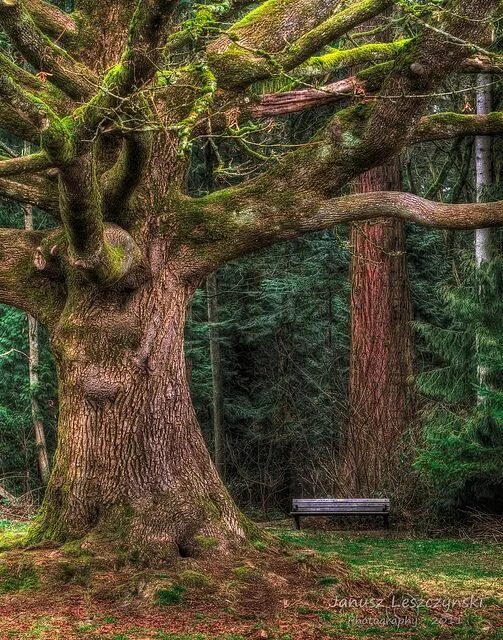 Каштановый лес фото Missing Magical tree, Tree, Ancient tree