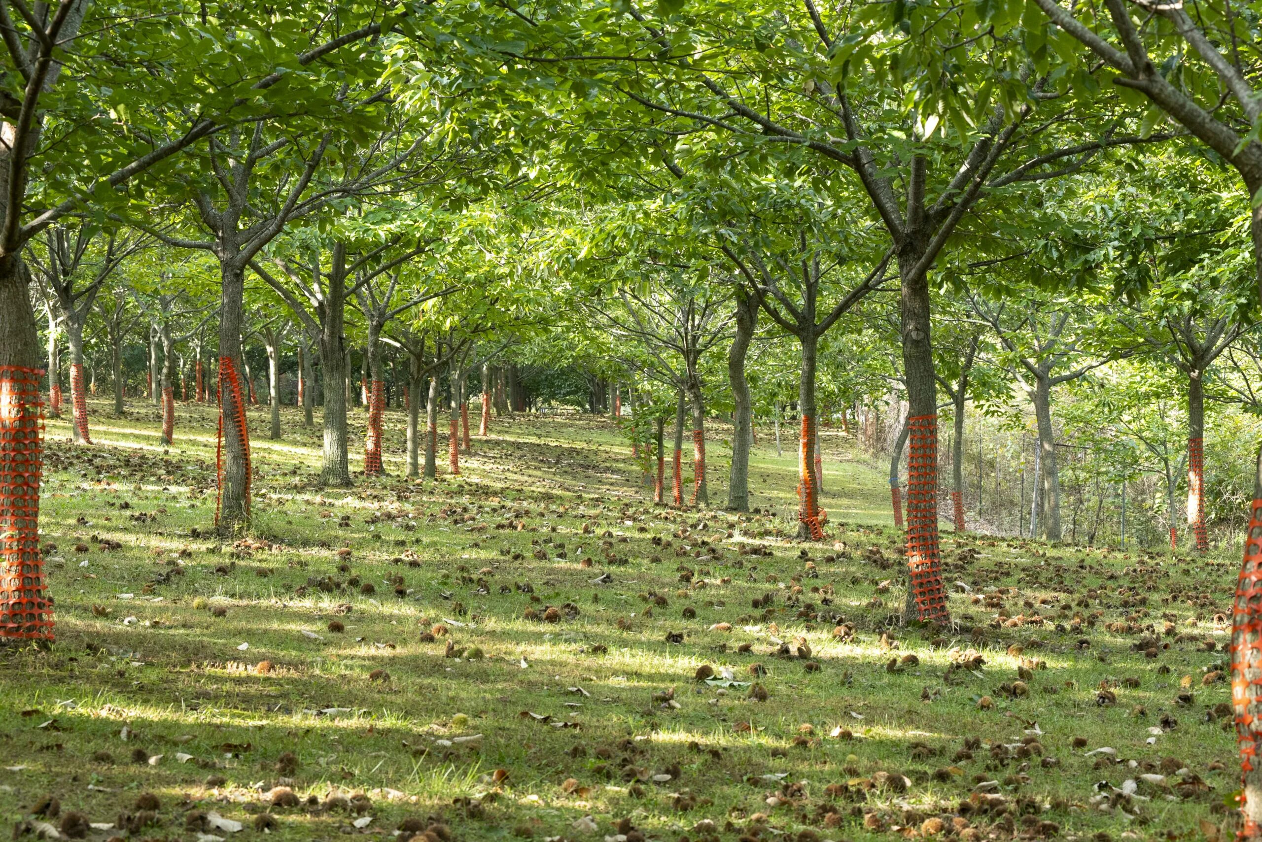 Каштановый лес фото Chestnut Orcharding - Chestnut Hill Nursery