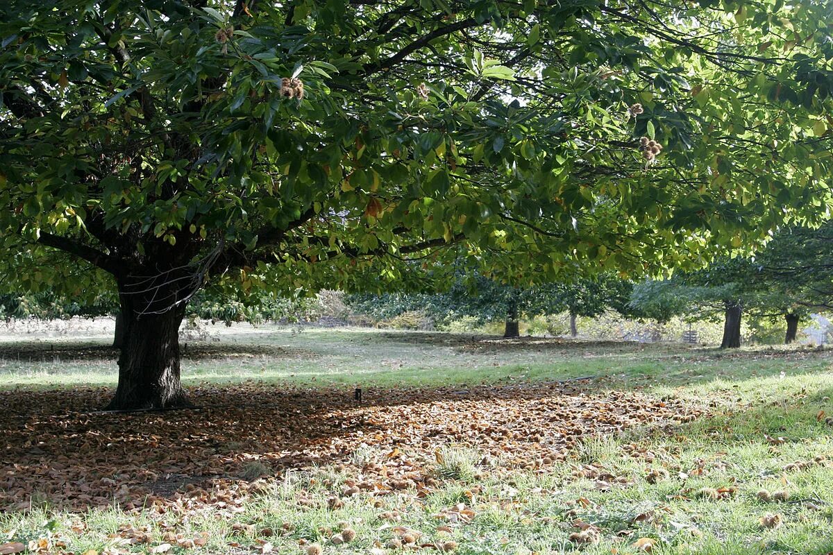 Каштановый лес фото File:Chestnut tree02.jpg - Wikipedia