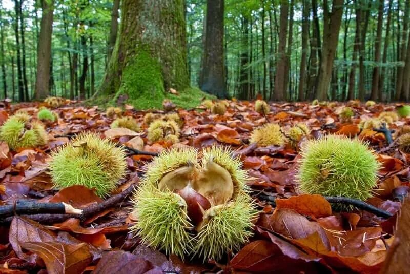 Каштановый лес фото Amazon.com: American Chestnut Tree