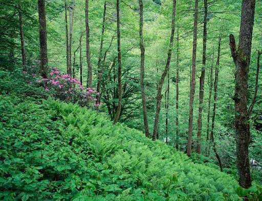 Каштановый лес фото Mtirala National Park - Colchic Rainforests and Wetlands - Google Arts & Culture