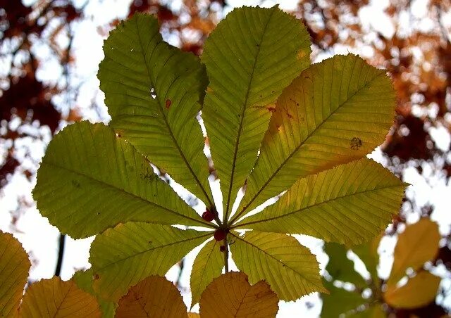 Каштановый лист фото Chestnut Sheet Autumn by OffiDocs for office