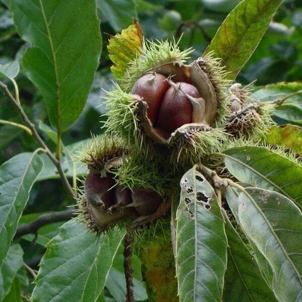 Каштановый орех фото Another source for chestnuts (American!), from New Forest Farm. (Other fruit, nu