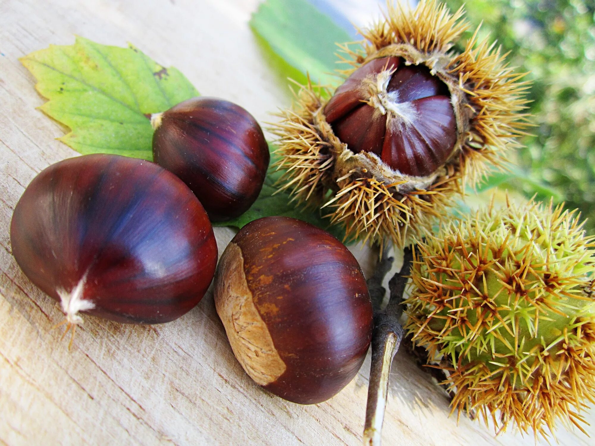 Каштановый орех фото Free Images : tree, fruit, seed, flower, food, produce, natural, autumn, brown, 