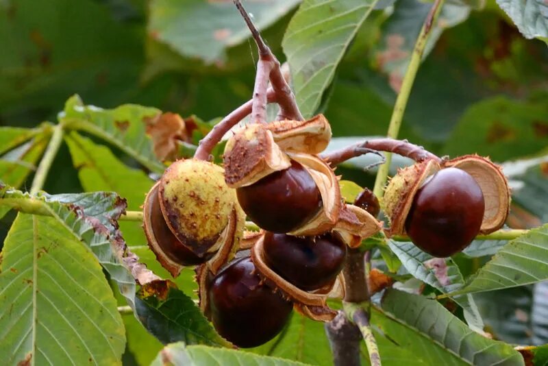 Каштановый орех фото Конский каштан, лжекаштан (Aesculus L.) - Садовник Онлайн!