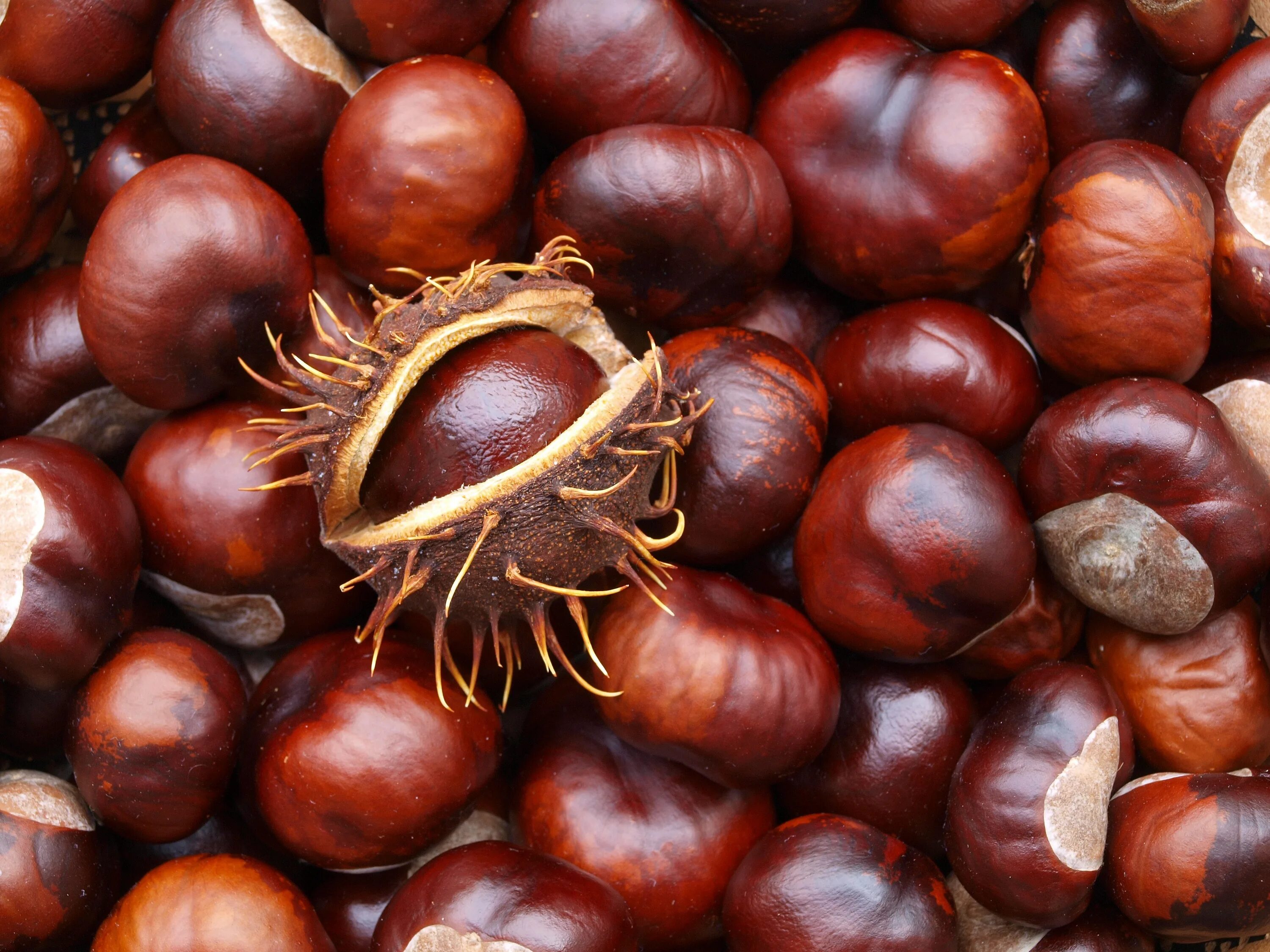 Каштановый орех фото Chestnut Autumn Prickly free image download