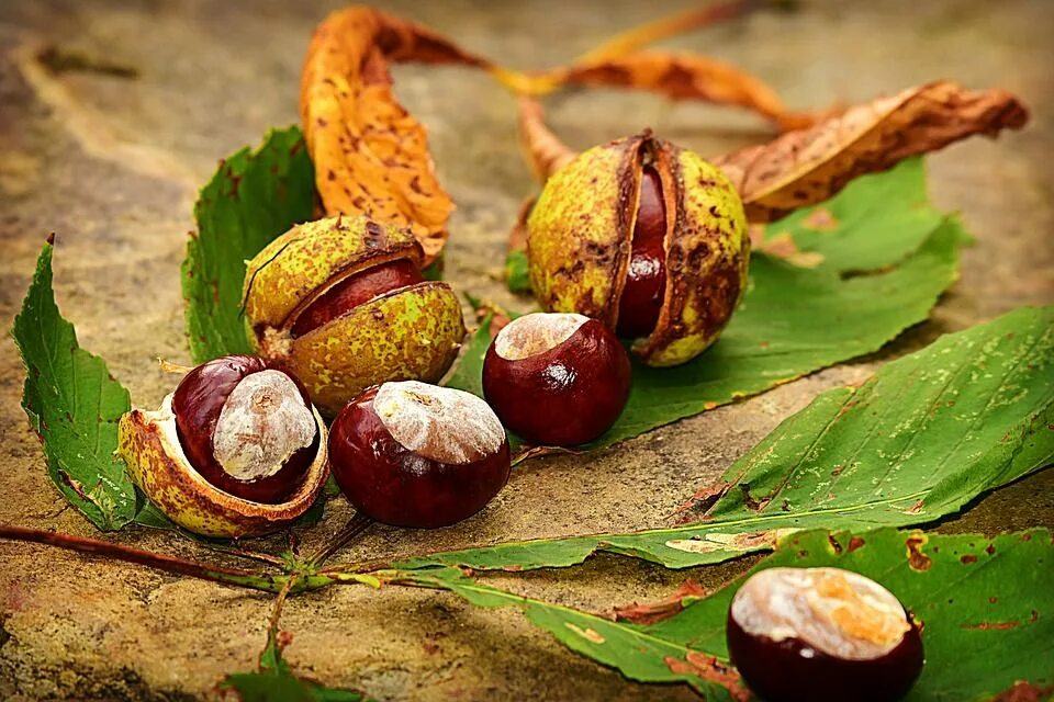 Каштановый орех фото Каштан Орех Conker - Бесплатное фото на Pixabay Food, Ethnic recipes, Conkers cr