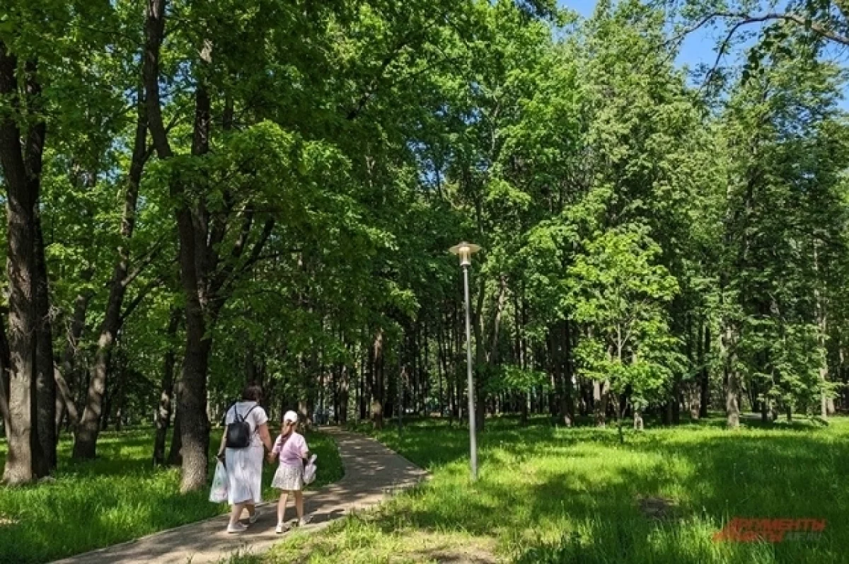 Каштановый парк калининград каштановый парк фото В Калининграде в октябре начнут благоустраивать Каштановый парк АиФ Калининград