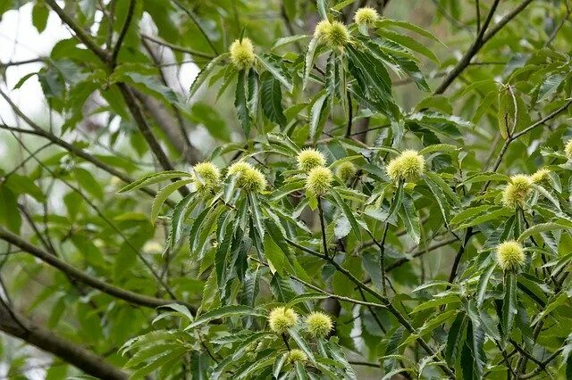 Каштаны фото дерева и плодов Chestnut Tree Leaves by OffiDocs for office