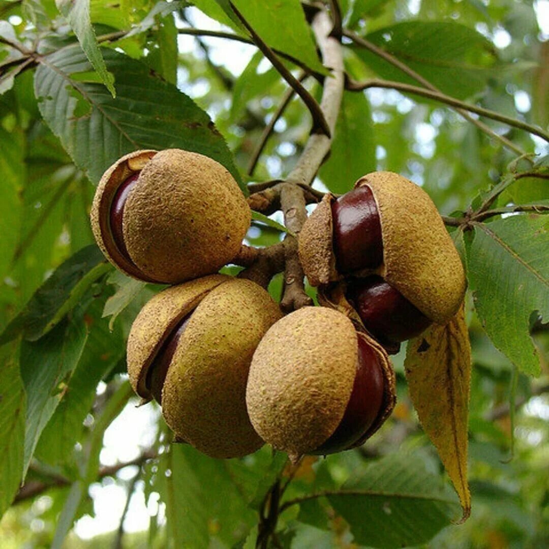 Каштаны фото дерева и плодов Редкое живое растение Ohio Buckeye Trees высотой 16-18 дюймов Aesculus glabra Wi