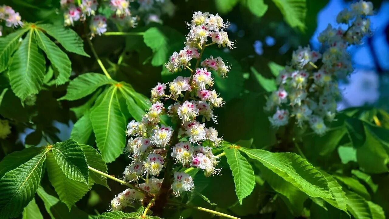 Каштаны фото цветов Купить каштаны для поделок - купить по низкой цене на Яндекс Маркете