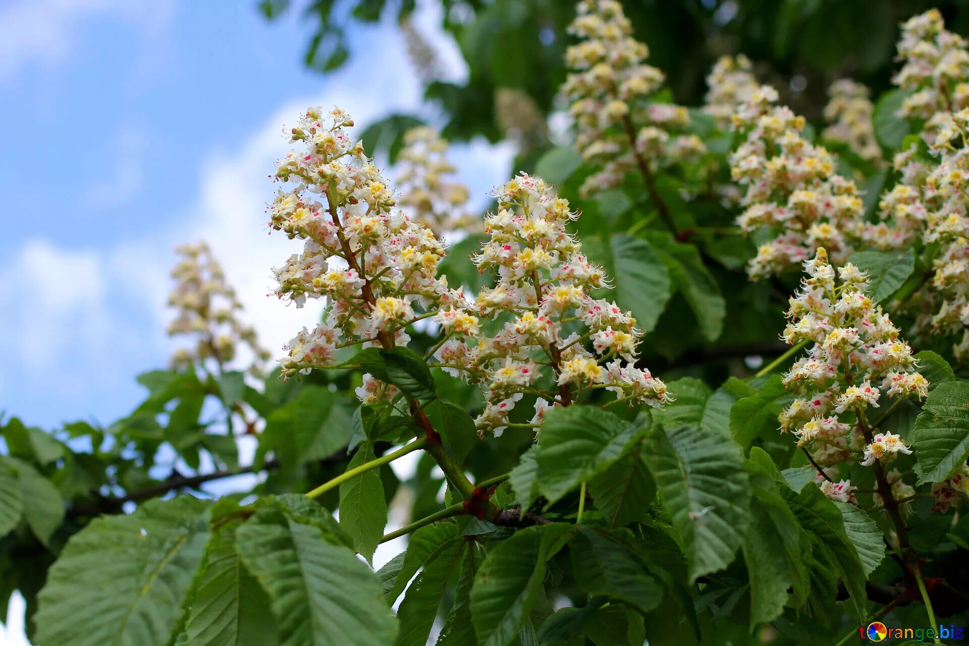 Каштаны фото цветов Flowering tree chestnut free image - № 37628