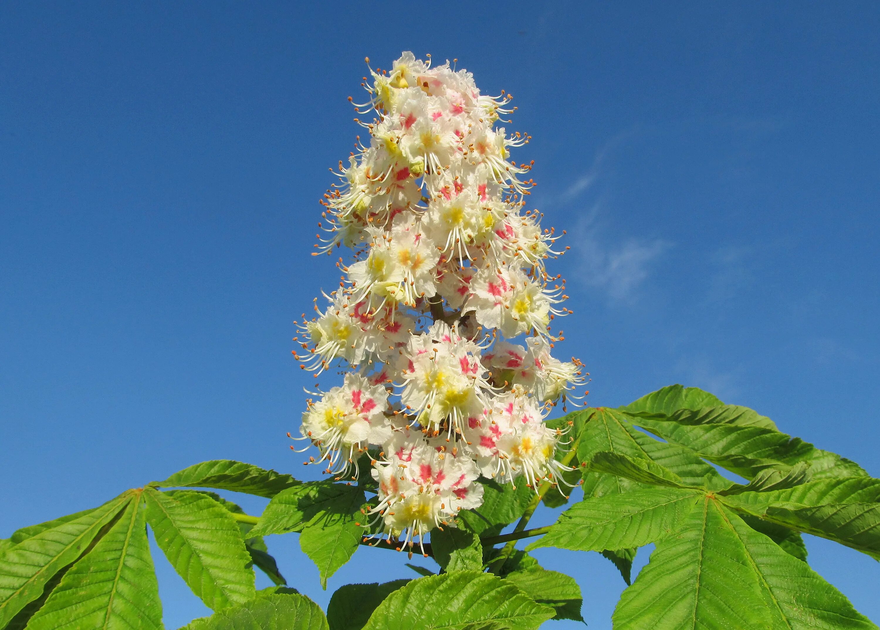 Каштаны фото цветов File:Aesculus hippocastanum Каштан конский цветет.jpg - Wikimedia Commons