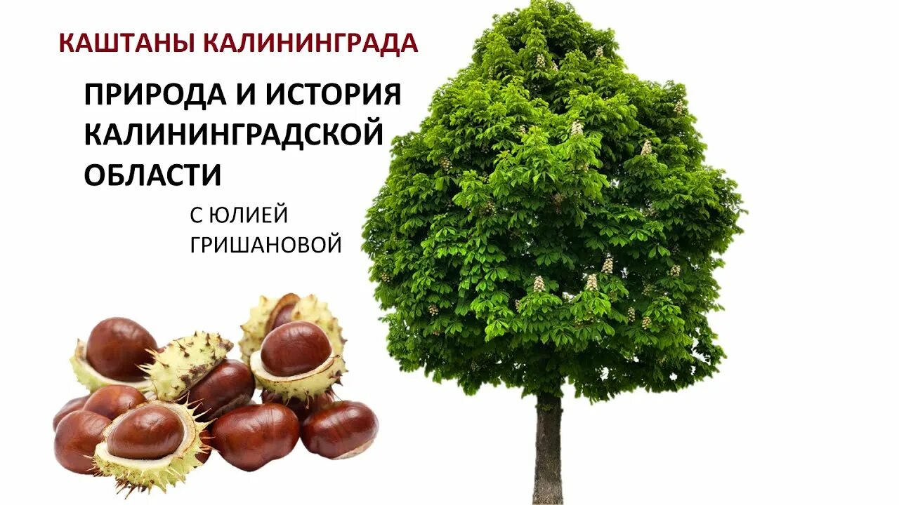 Каштаны в калининграде фото РАЗНООБРАЗИЕ КАШТАНОВ В КАЛИНИНГРАДЕ - YouTube
