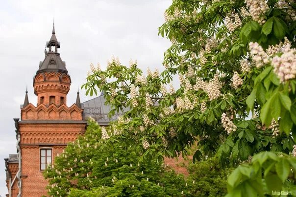 Каштаны в калининграде фото Многие считают Калининград одним из красивейших регионов в стране. Город изобилу