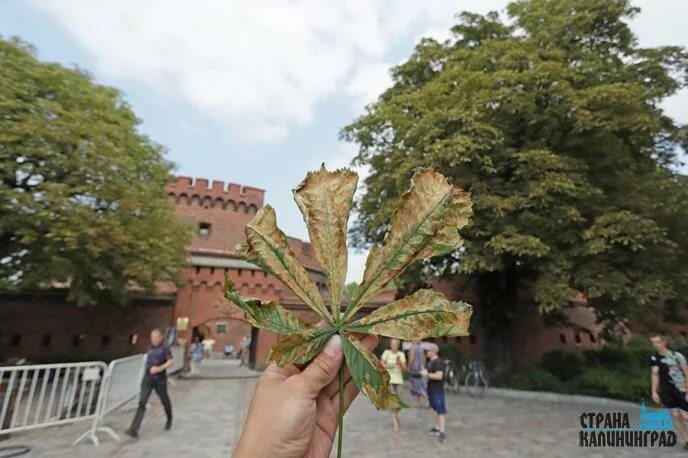 Каштаны в калининграде фото Судьба каштанов волнует только общественность - Наш край