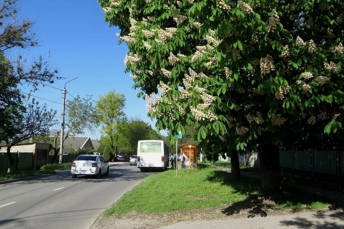 Каштаны в калининграде фото Каштаны на улицах города :: Татьяна Смоляниченко - Социальная сеть ФотоКто