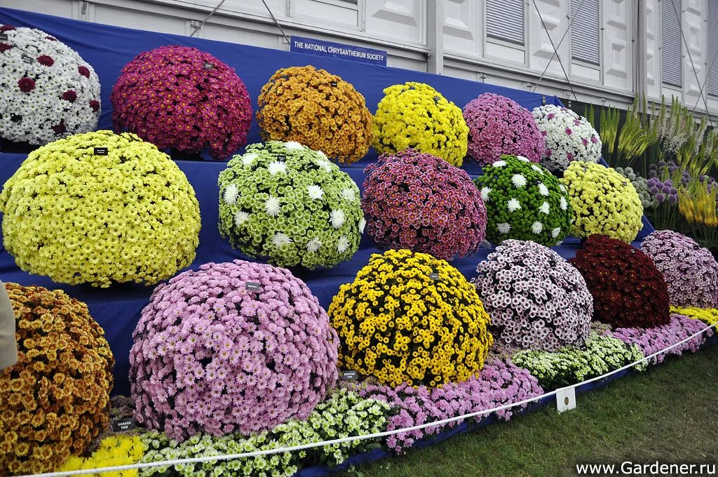 Каскадная хризантема фото Chelsea Flower Show - 2011 Great Pavilion - фотоальбом