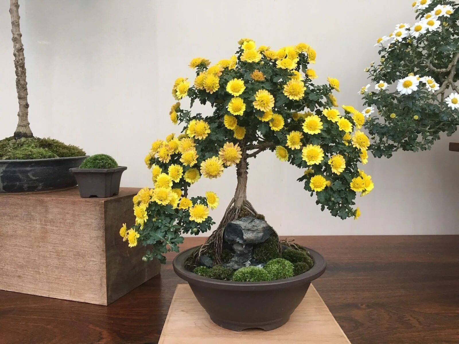 Каскадная хризантема фото Tiny Flowers, Big Hit: Chrysanthemum Bonsai Longwood Gardens