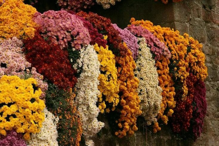 Каскадная хризантема фото Pin on Chrysant Chrysanthemum, Fall wreath, Flowers