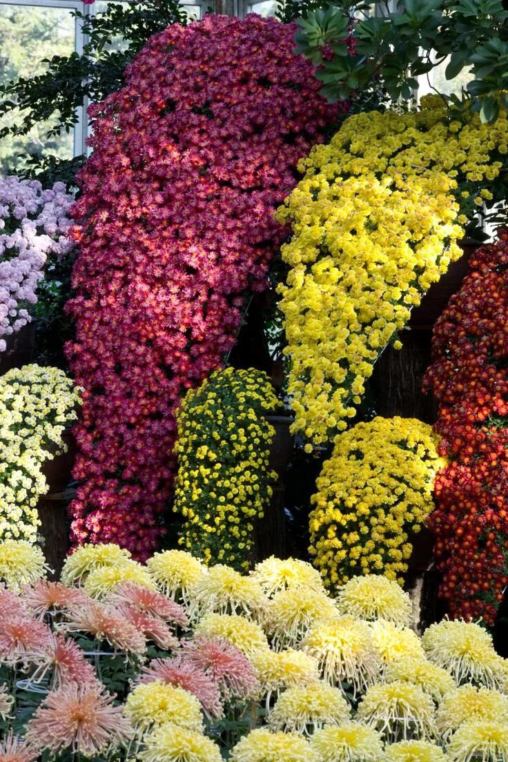 Каскадная хризантема фото Japanese Chrysanthemum Design at New York Botanical Garden